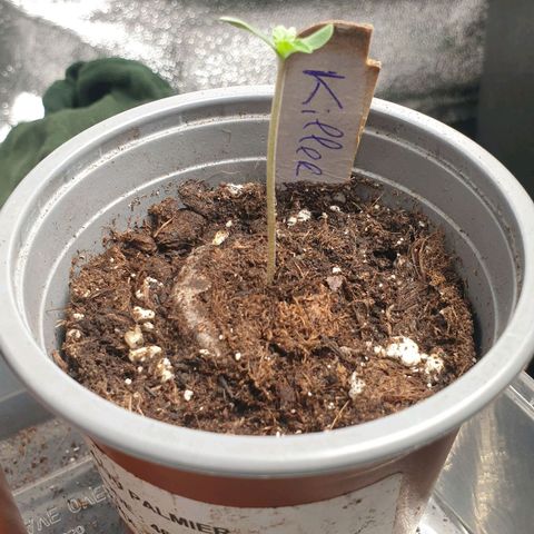 Zkittlez killer XXL MDLG Flo - 63☆9S growlog timeline photo