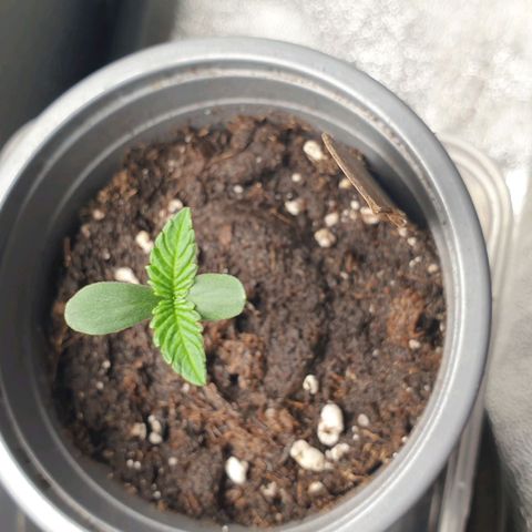 Zkittlez killer XXL MDLG Flo - 63☆9S growlog timeline photo