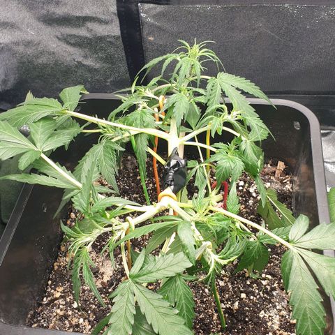 Royal Critical Automatic Flo -50☆7S growlog timeline photo