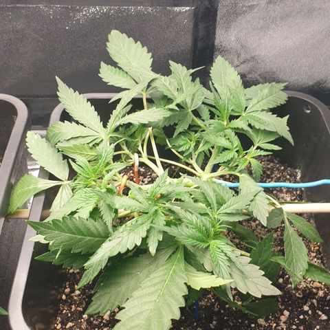 Royal Critical Automatic -50☆7S growlog timeline photo