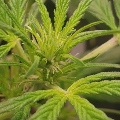 Royal Critical Automatic Flo -50☆7S growlog timeline photo