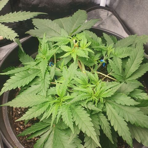 Somango XL Flo -63 ☆-9 S growlog timeline photo
