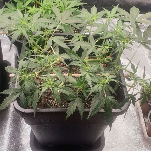 Royal Critical Automatic Flo -50☆7S growlog timeline photo