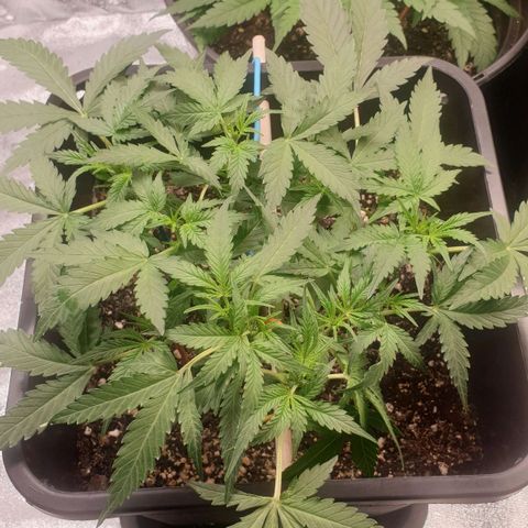 Royal Critical Automatic -50☆7S growlog timeline photo