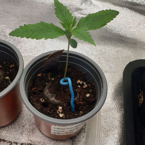 Zkittlez killer XXL MDLG Flo - 63☆9S growlog timeline photo