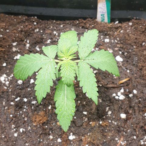 Blackberry Flo -56☆8S growlog timeline photo