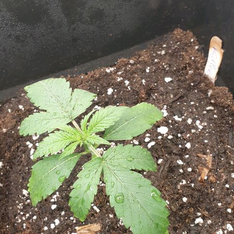 Zkittlez killer XXL MDLG Flo - 63☆9S growlog timeline photo