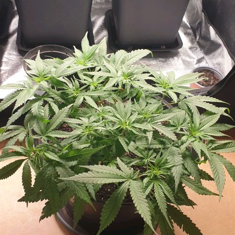 Somango XL Flo -63 ☆-9 S growlog timeline photo