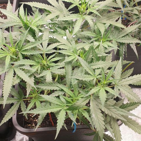 Royal Critical Automatic -50☆7S growlog timeline photo
