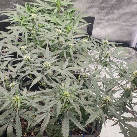 Royal Critical Automatic Flo -50☆7S growlog timeline photo