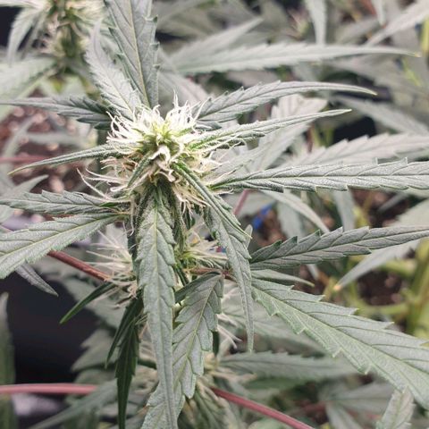 Royal Critical Automatic Flo -50☆7S growlog timeline photo