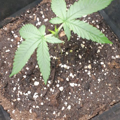 Zkittlez killer XXL MDLG Flo - 63☆9S growlog timeline photo