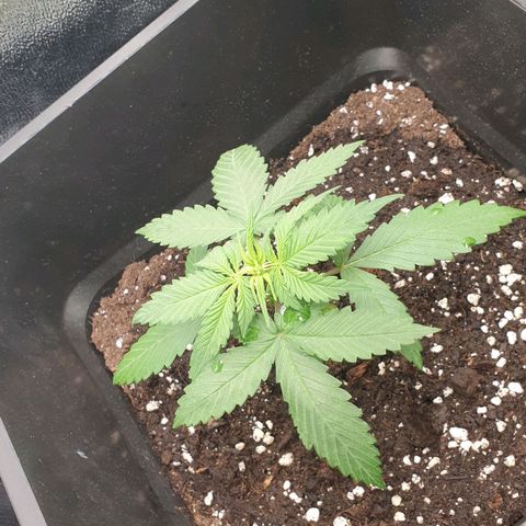 Blackberry Flo -56☆8S growlog timeline photo