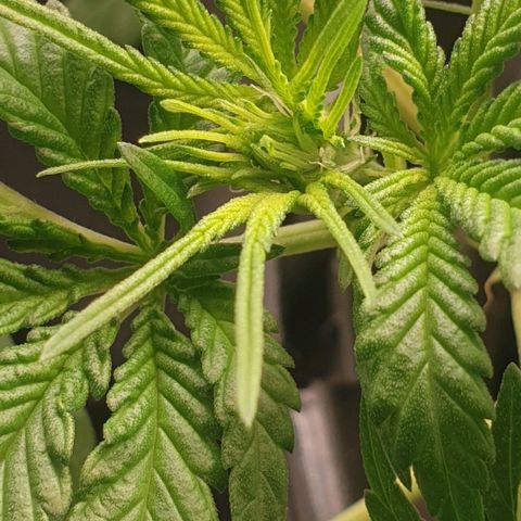 Somango XL Flo -63 ☆-9 S growlog timeline photo