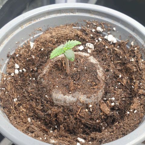 Royal Critical Mélanie  growlog timeline photo
