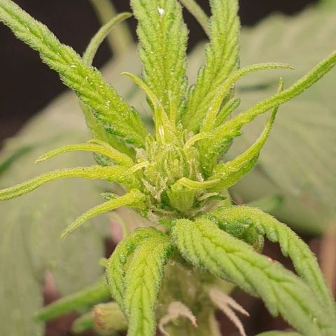 Blackberry Flo -56☆8S growlog timeline photo