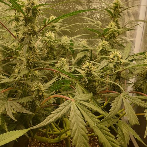 Royal Critical Automatic Flo -50☆7S growlog timeline photo