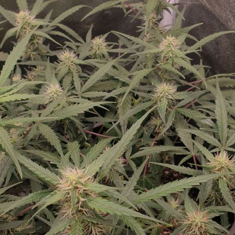 Royal Critical Automatic Flo -50☆7S growlog timeline photo
