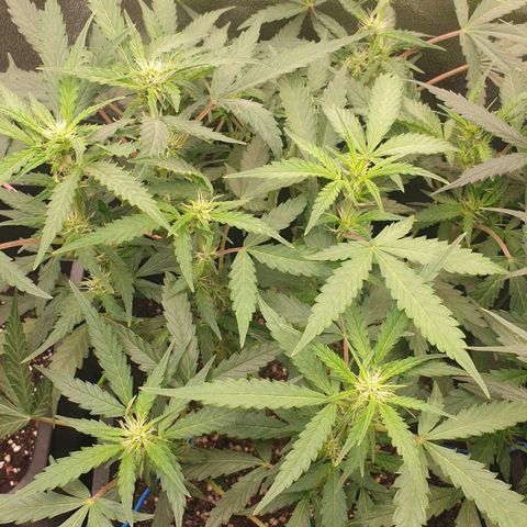 Royal Critical Automatic -50☆7S growlog timeline photo