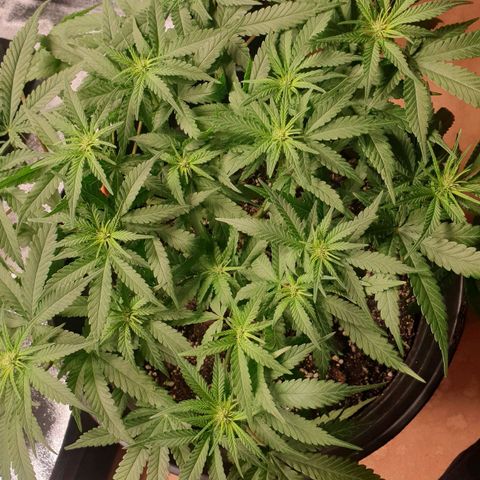 Somango XL Flo -63 ☆-9 S growlog timeline photo
