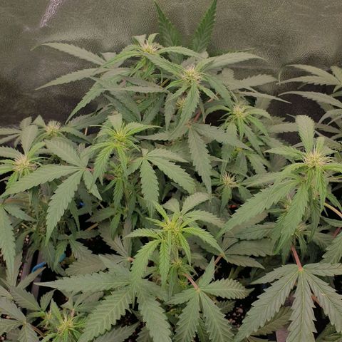 Royal Critical Automatic -50☆7S growlog timeline photo