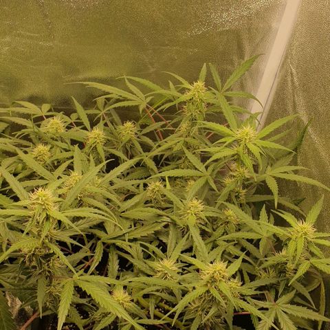 Royal Critical Automatic Flo -50☆7S growlog timeline photo