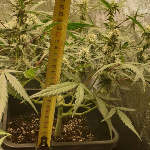 Royal Critical Automatic Flo -50☆7S growlog timeline photo