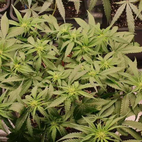 Somango XL Flo -63 ☆-9 S growlog timeline photo