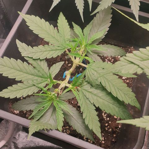 Zkittlez killer XXL MDLG Flo - 63☆9S growlog timeline photo