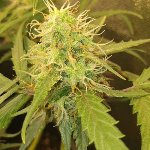 Royal Critical Automatic Flo -50☆7S growlog timeline photo