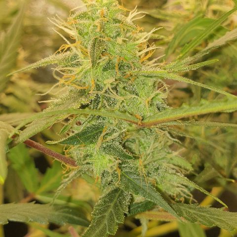Royal Critical Automatic Flo -50☆7S growlog timeline photo