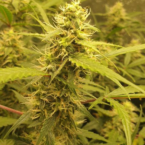 Royal Critical Automatic Flo -50☆7S growlog timeline photo