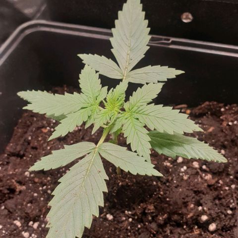 Royal Critical Mélanie  growlog timeline photo