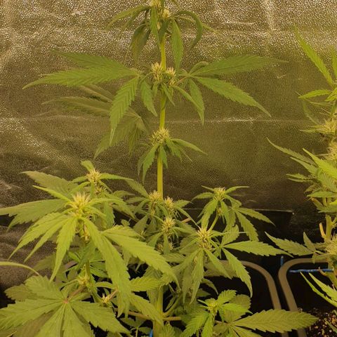 Blackberry Flo -56☆8S growlog timeline photo