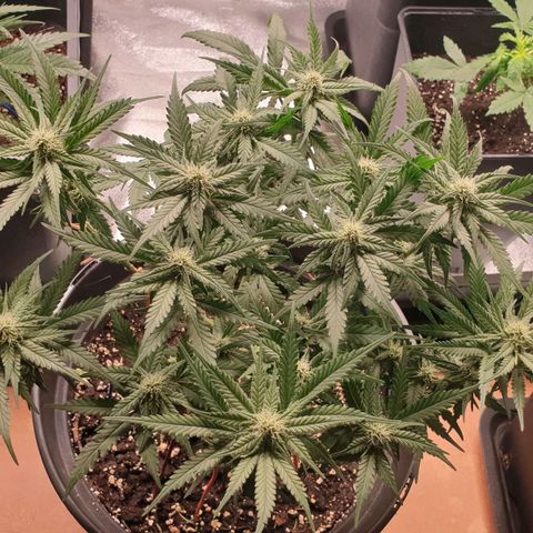Somango XL Flo -63 ☆-9 S growlog timeline photo