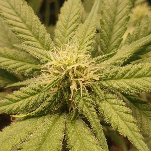 Somango XL Flo -63 ☆-9 S growlog timeline photo