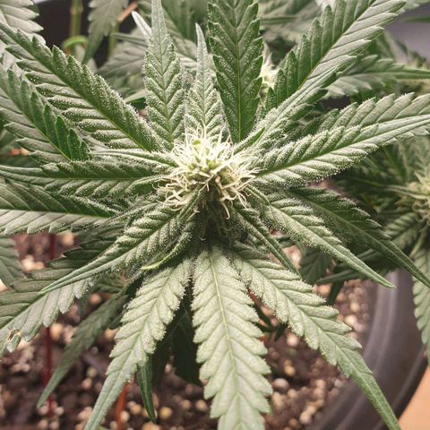 Somango XL Flo -63 ☆-9 S growlog timeline photo
