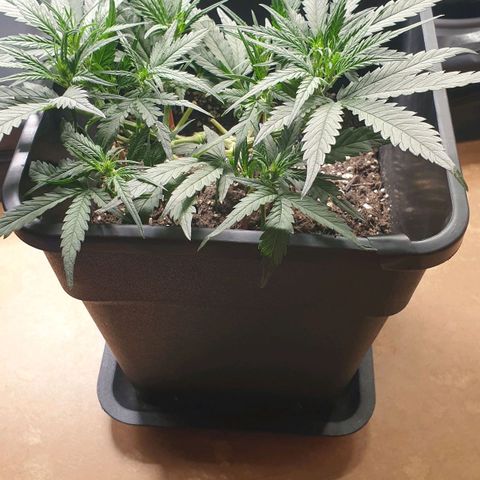 Zkittlez killer XXL MDLG Flo - 63☆9S growlog timeline photo
