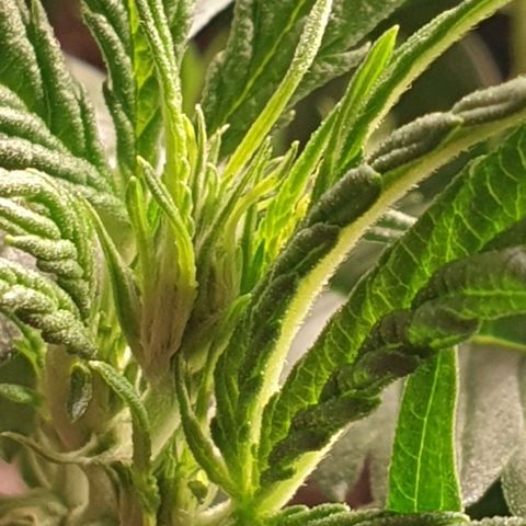 Zkittlez killer XXL MDLG Flo - 63☆9S growlog timeline photo