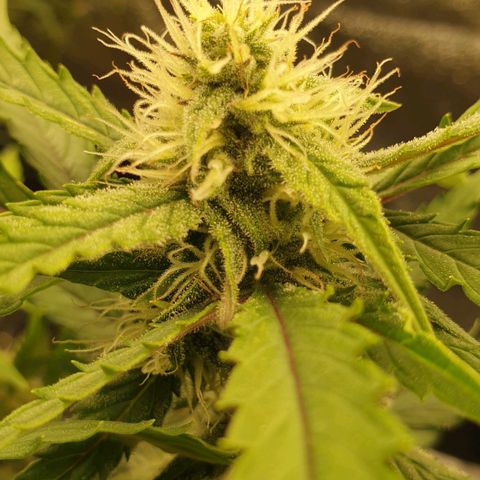 Royal Critical Automatic -50☆7S growlog timeline photo