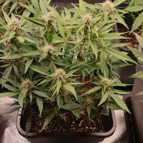 Royal Critical Automatic -50☆7S growlog timeline photo
