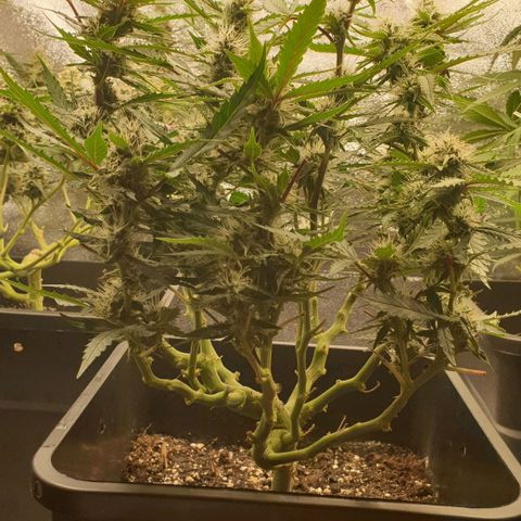 Royal Critical Automatic -50☆7S growlog timeline photo