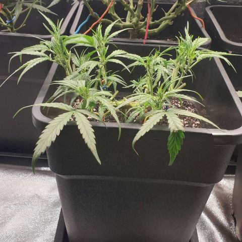 Zkittlez killer XXL MDLG Flo - 63☆9S growlog timeline photo