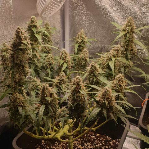 Royal Critical Automatic Flo -50☆7S growlog timeline photo