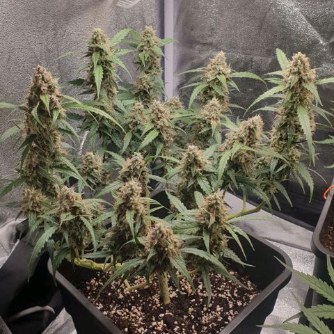 Royal Critical Automatic Flo -50☆7S growlog timeline photo