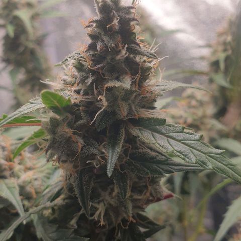 Royal Critical Automatic Flo -50☆7S growlog timeline photo