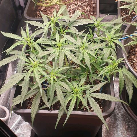 Zkittlez killer XXL MDLG Flo - 63☆9S growlog timeline photo