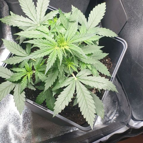 Royal Critical Mélanie  growlog timeline photo