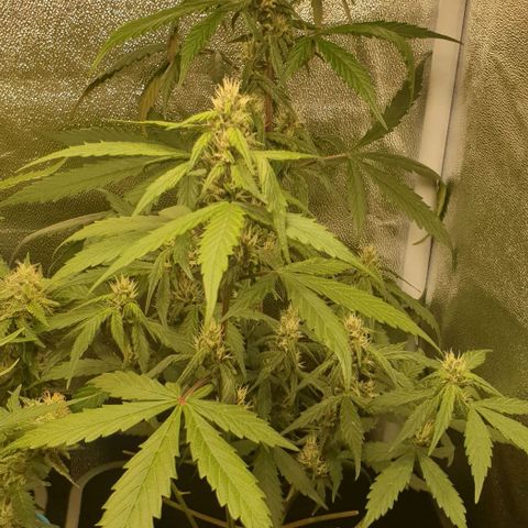 Blackberry Flo -56☆8S growlog timeline photo