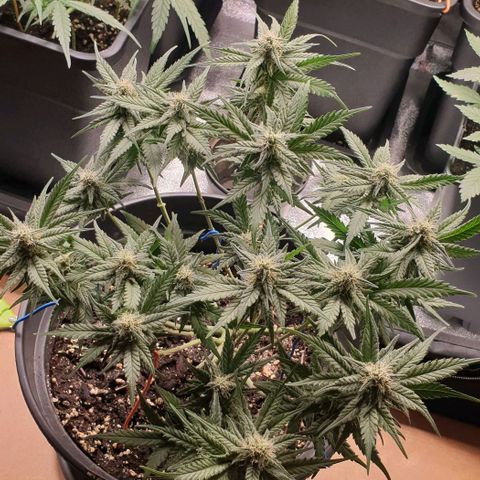 Somango XL Flo -63 ☆-9 S growlog timeline photo